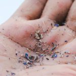 bahaya mikroplastik dalam makanan laut