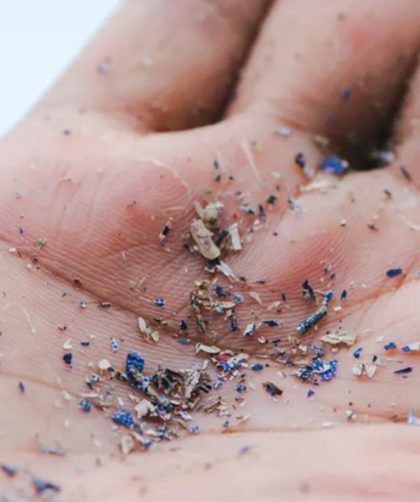 bahaya mikroplastik dalam makanan laut