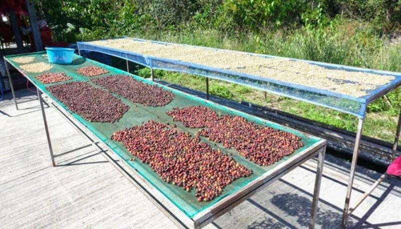 prosedur penangganan kopi pasca panen