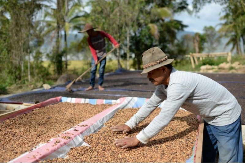 Penanganan Kopi Pasca Panen