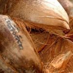 Pengembangan Produk Kreatif dari Sabut Kelapa