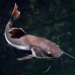 alat dan bahan budidaya lele