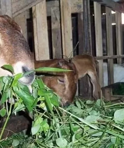 Cara Membuat Pakan Kering Ternak Kambing