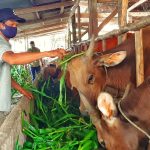 hijauan panen rutin melimpah