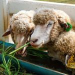 pakan domba alternatif