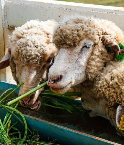 pakan domba alternatif