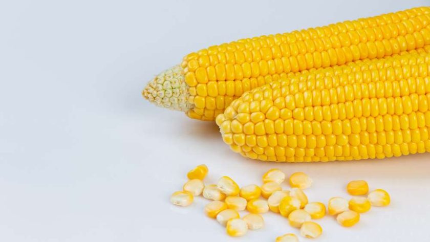 Fungsi Mesin Pengolahan Jagung