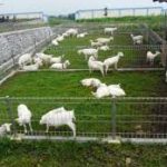 kandang kambing sistem intensif