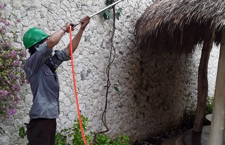 jasa pembasmi rayap aman dan ramah lingkungan