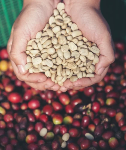 Cara Memisahkan Kulit Kopi yang Benar