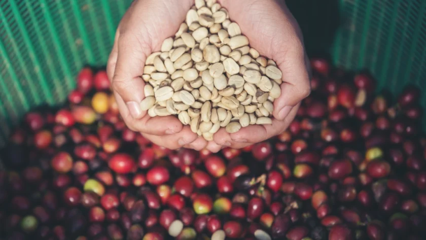 Cara Memisahkan Kulit Kopi yang Benar