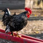 Bentuk Kerusakan Mesin Pencabut Bulu Ayam