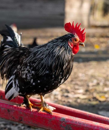Bentuk Kerusakan Mesin Pencabut Bulu Ayam