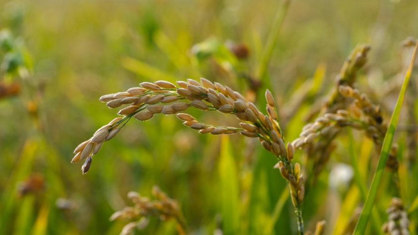 Tips Memilih Mesin Pemecah Kulit Padi