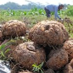 cara mengeringkan porang cepat