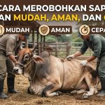 Cara Merobohkan Sapi dengan Mudah, Aman, dan Cepat