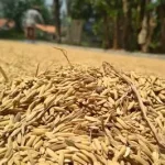 hasil gilingan padi kurang maksimal