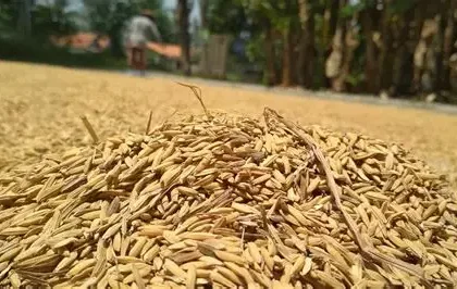 hasil gilingan padi kurang maksimal