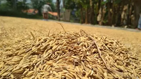 hasil gilingan padi kurang maksimal