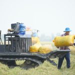 teknik menggunakan mesin perontok padi