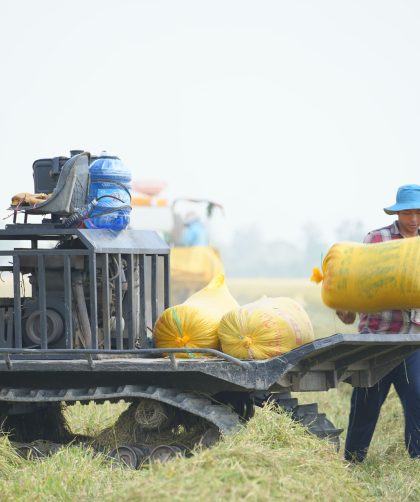 teknik menggunakan mesin perontok padi