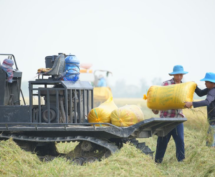 teknik menggunakan mesin perontok padi