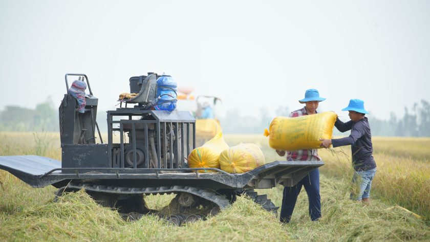 teknik menggunakan mesin perontok padi