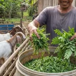 Cara Menyiapkan Pakan Ternak Harian
