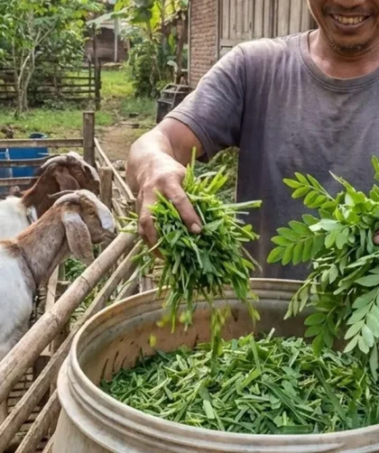 Cara Menyiapkan Pakan Ternak Harian