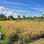 alasan gabah perlu diolah setelah panen