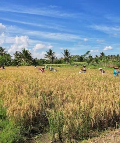 alasan gabah perlu diolah setelah panen