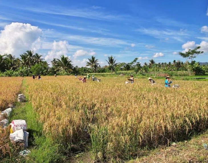 alasan gabah perlu diolah setelah panen