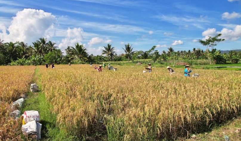 alasan gabah perlu diolah setelah panen