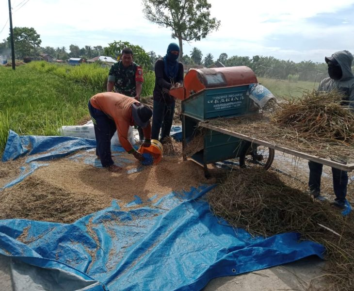 mesin perontok padi untuk kelompok tani