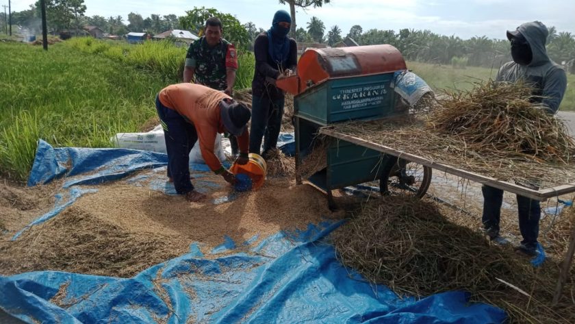 mesin perontok padi untuk kelompok tani