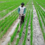 Jenis-jenis alat tanam padi yang digunakan petani untuk menanam bibit di lahan sawah