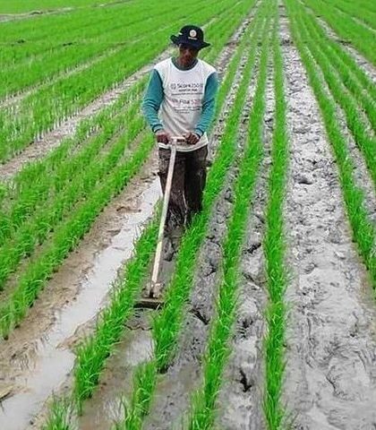 Jenis-jenis alat tanam padi yang digunakan petani untuk menanam bibit di lahan sawah