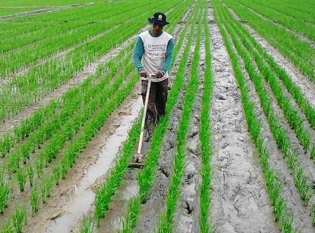 Jenis-jenis alat tanam padi yang digunakan petani untuk menanam bibit di lahan sawah