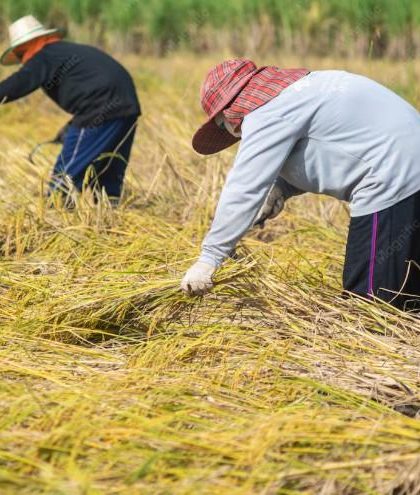 mengurangi kerusakan panen