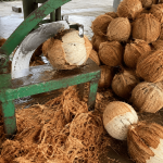 cara memisahkan sabut dari kelapa