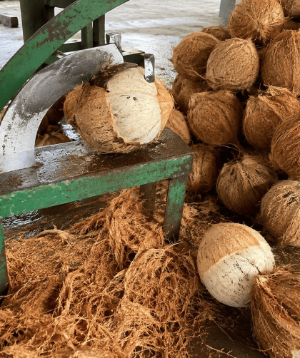 cara memisahkan sabut dari kelapa