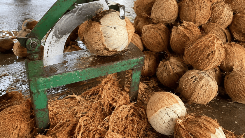 cara memisahkan sabut dari kelapa