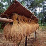persiapan bibit kering sebelum ditanam