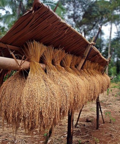 persiapan bibit kering sebelum ditanam