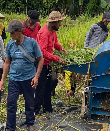 kelebihan mesin perontok padi