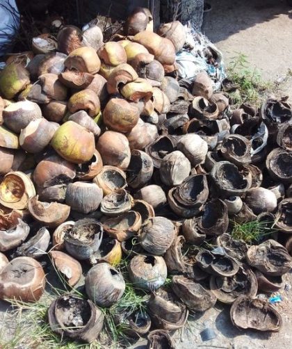 cara mengeringkan batok kelapa