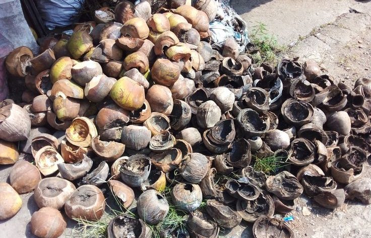 cara mengeringkan batok kelapa