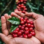 Cara Menyimpan Hasil Panen Kopi