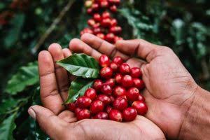 Cara Menyimpan Hasil Panen Kopi