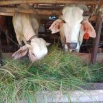 cara mengurangi waktu pencacahan rumput